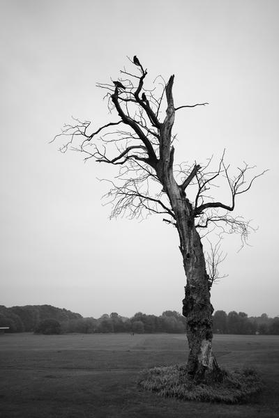 Bromley Walks 2021