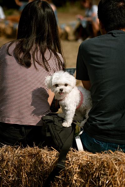 Dog Show 2023