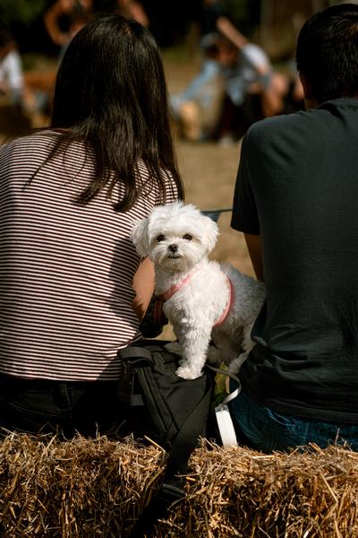 Dog Show 2023