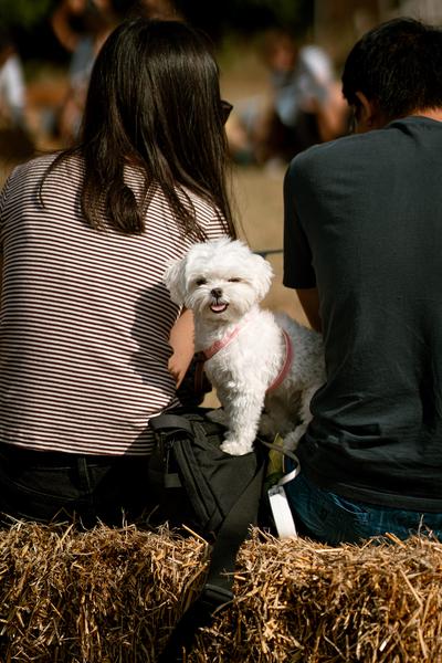 Dog Show 2023