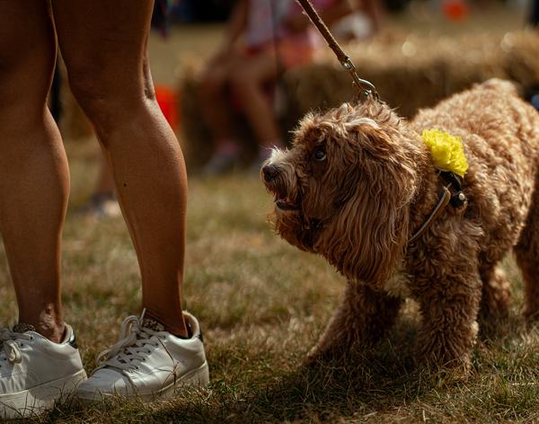 Dog Show 2023