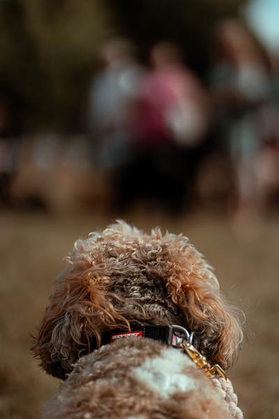 Dog Show 2023