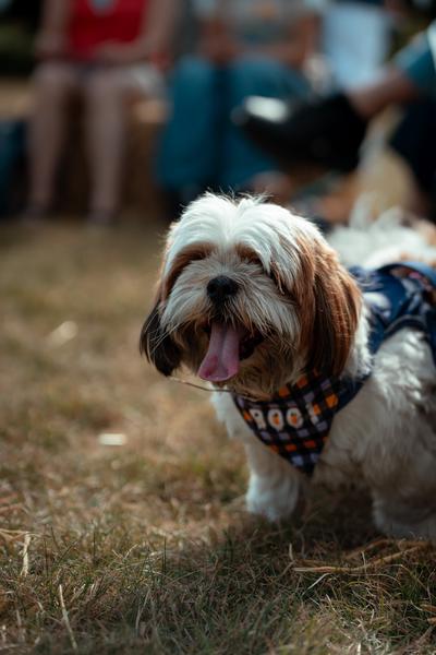 Dog Show 2023