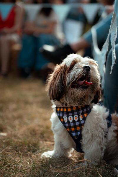 Dog Show 2023