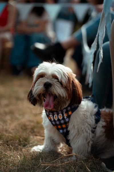 Dog Show 2023